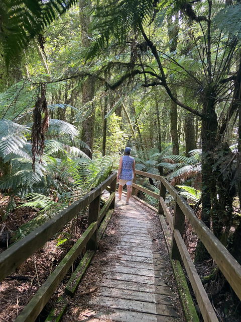 Wirrawilla Rainforest Walk - Tourism Brisbane 2