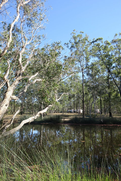Wongi State Forest - Tourism Brisbane 0