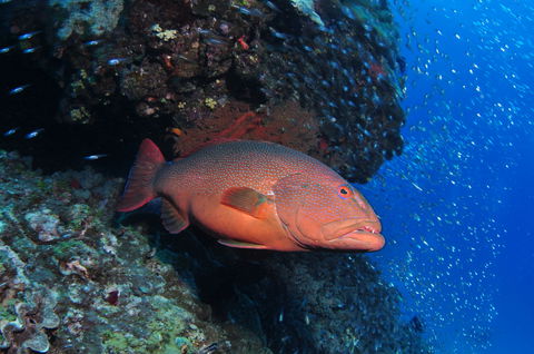 Anchor Bommie Dive Site - Tourism Brisbane 0