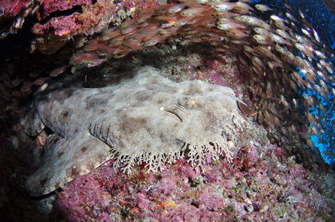 Anchor Bommie Dive Site - Tourism Brisbane 1