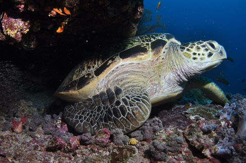 Anchor Bommie Dive Site - Tourism Brisbane 2
