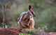 Arkaroola Wilderness Sanctuary - thumb 0