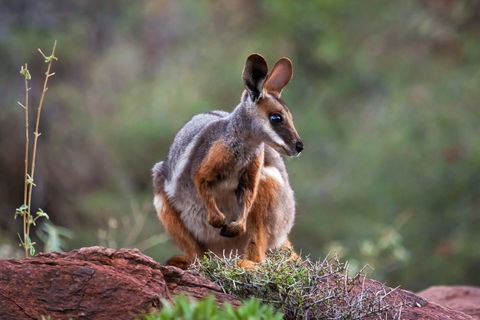 Arkaroola Wilderness Sanctuary - Tourism Brisbane 0