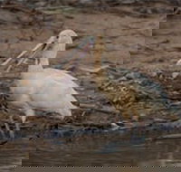 Bird watching at the Goan water hole - Tourism Brisbane