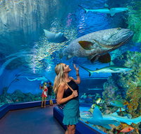 Cairns Aquarium - Brisbane Tourism