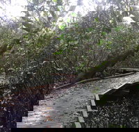 Carole Green Walkway - John Oxley Reserve - Tourism Brisbane
