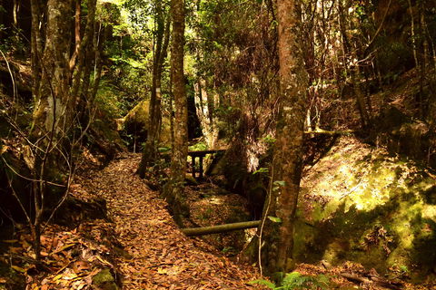 Cave Creek Walking Track - Tourism Brisbane 2
