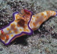 Curtin Artificial Reef Dive Site - Tourism Brisbane