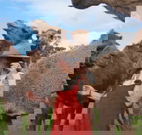 DromeDairy Body and Skin - Tourism Brisbane