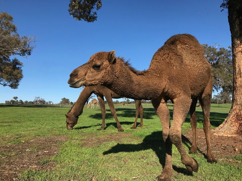 DromeDairy Body And Skin - Tourism Brisbane 2