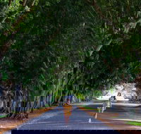 Fig Tree Avenue - Tourism Brisbane