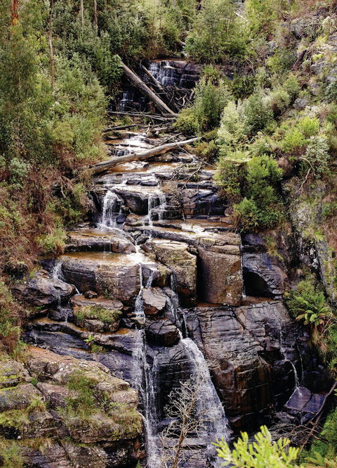 Kinglake National Park - Tourism Brisbane 1