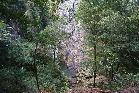 Kondalilla Falls Circuit, Kondalilla National Park - Tourism Brisbane 0