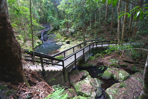Kondalilla Falls Circuit, Kondalilla National Park - Tourism Brisbane 2