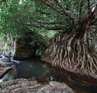 Misty Mountains Wilderness Tracks - Tourism Brisbane