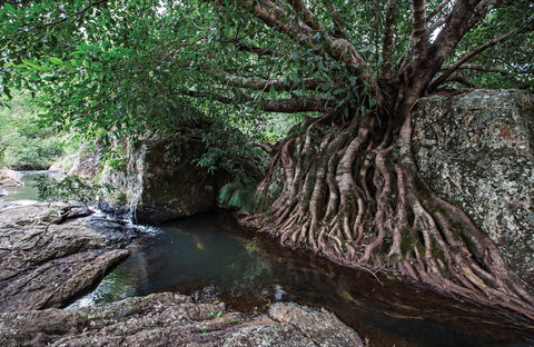 Misty Mountains Wilderness Tracks - Tourism Brisbane 0