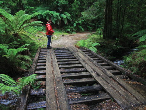 Montezuma Falls - Tourism Brisbane 0