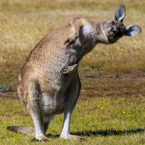 Narawntapu National Park - Tourism Brisbane 0