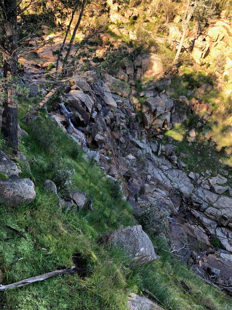 Pine Gully Nature Trail - Brisbane Tourism 0