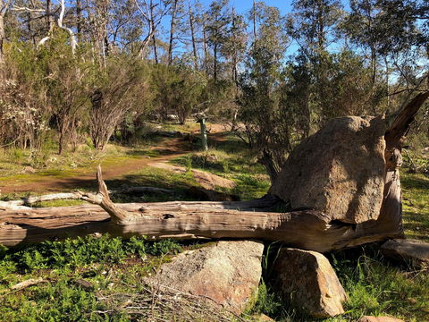 Pine Gully Nature Trail - Brisbane Tourism 1