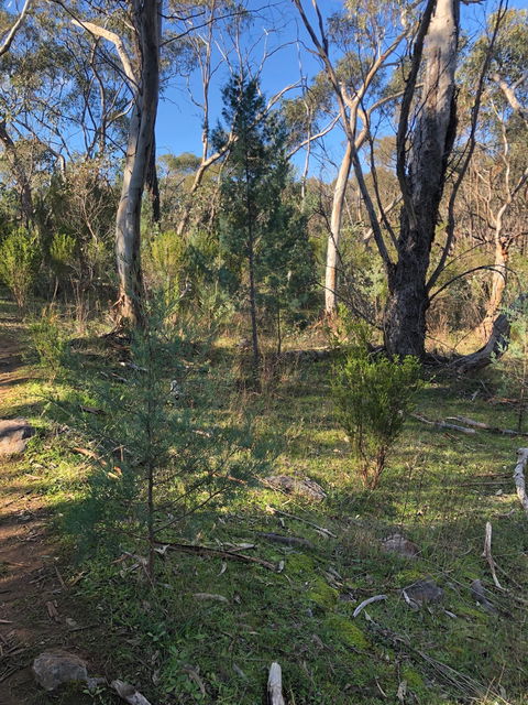 Pine Gully Nature Trail - Brisbane Tourism 2