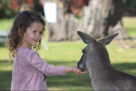 Potoroo Palace Native Animal Sanctuary - Brisbane Tourism 1