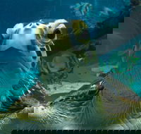 Reef HQ Aquarium - Tourism Brisbane