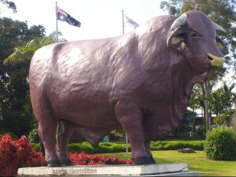 Rockhampton Bull Statues - Tourism Brisbane 1