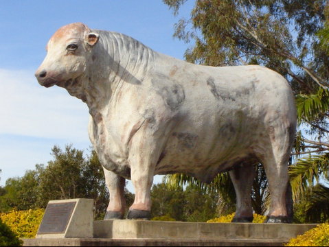 Rockhampton Bull Statues - Tourism Brisbane 2