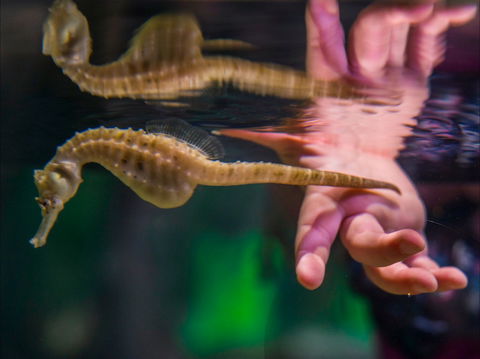 Seahorse World - Brisbane Tourism 0