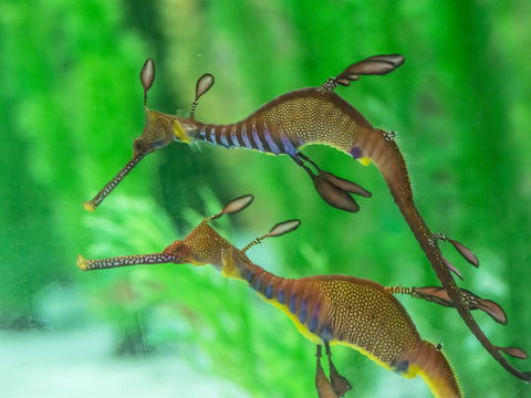 Seahorse World - Brisbane Tourism 1