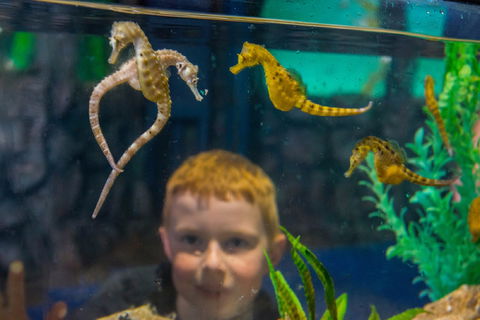Seahorse World - Brisbane Tourism 2
