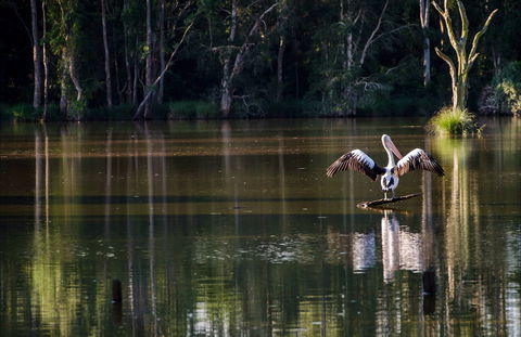 Seaham Swamp Nature Reserve - Tourism Brisbane 0
