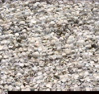 Shell Beach - Tourism Brisbane