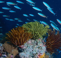 Southern Small Detached Reef Dive Site - Brisbane Tourism