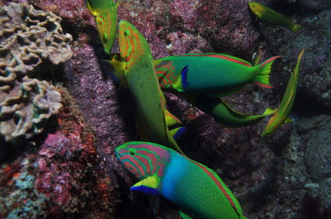 Sunshine Reef - Tourism Brisbane 0