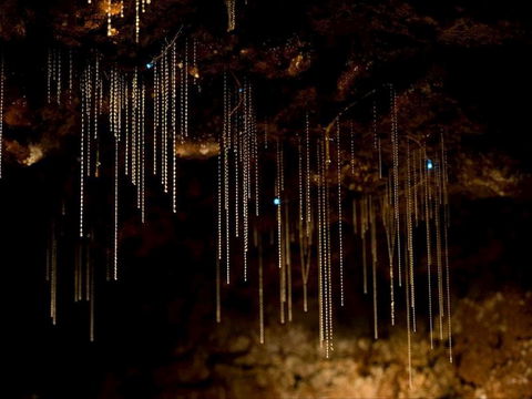 Tamborine Mountain Glow Worm Tours - Tourism Brisbane 0