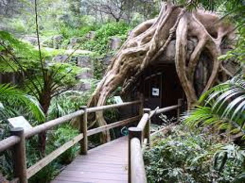 Tamborine Mountain Glow Worm Tours - Tourism Brisbane 2