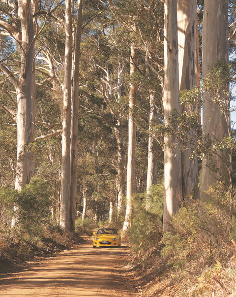 The Great Forest Trees Drive - Tourism Brisbane 0