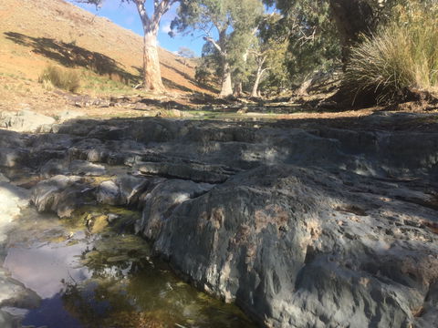 Three Creeks Station -Arkaroona Creek Walk - Brisbane Tourism 0