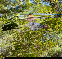 TreeTop Crazy Rider - Tourism Brisbane
