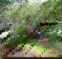 TreeTop Challenge - Brisbane Tourism