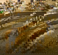 Wagga Wagga Livestock Marketing Centre - Brisbane Tourism