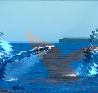 Whale Watching on Keswick Island - Tourism Brisbane