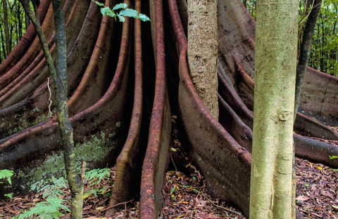 Wingham Brush Nature Reserve - Brisbane Tourism 0
