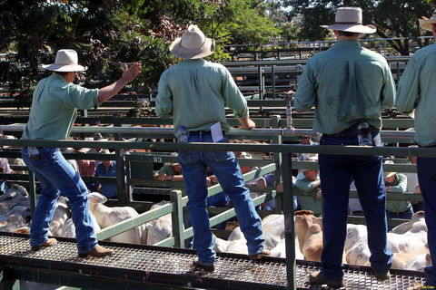 Blackall Saleyards - Tourism Brisbane 2