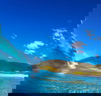 Blueys Beach Pacific Palms