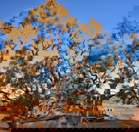Burke and Wills Dig Tree - Tourism Brisbane