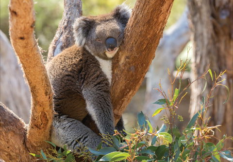 Cleland Wildlife Park - Brisbane Tourism 0