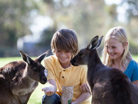 Cleland Wildlife Park - Brisbane Tourism 1